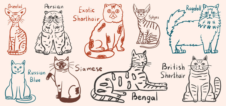 Hand drawn collection of various cat breeds in minimalist line art style. Diverse feline characters with Siamese, Bengal, Sphynx and Persian  animals. Vector doodle illustration