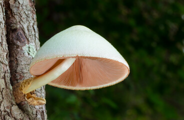 Big white mushroom with pink gills on a dogwood