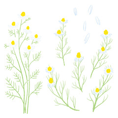 カモミールの手書きカラーイラスト素材