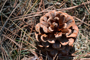 Pine cone on a pine needles background. Isolated pine cone close up.