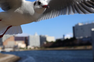 Close-up of a Black-headed Gull