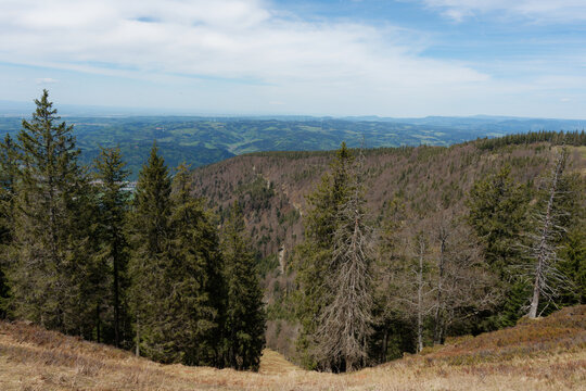 Baden-W&uuml;rttemberg - Schwarzwald - Kandel - Gipfelblick