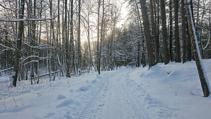 Serene Snow-Covered Forest Trail