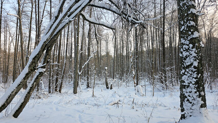 Serene Winter Forest with Snow-Covered Trees