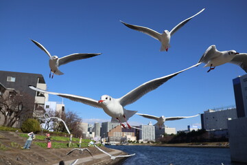Black-headed Gulls on the Canal