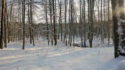 Serene Winter Forest with Snow-Covered Trees