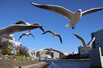 Black-headed Gulls on the Canal
