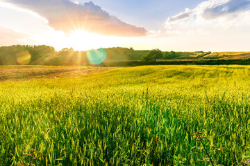 Fototapeta premium rural summer landscape of green field with golden wheaten hay stacks among farmland fields in a beautiful valley lowland