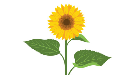 Obraz premium Bright and cheerful illustration of a single yellow sunflower with a brown center and large green leaves on a white background.