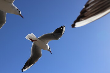 Black-headed Gulls on the Canal