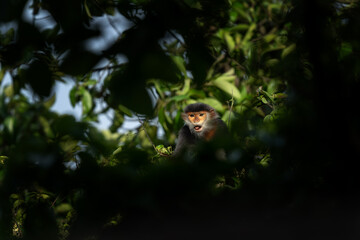 The rare red-shanked douc lives in the forests of Vietnam. A troop of red langurs in the Asian jungle. A family of red monkeys in the forest during the summer.