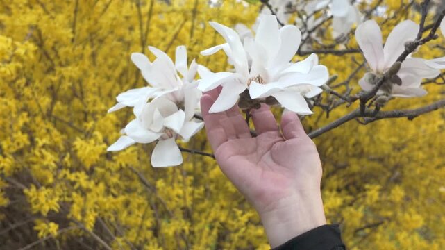 Magnolia stellata blossoms foreground yellow forsythia with gentle human interaction