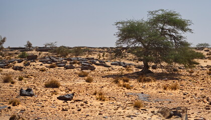 Africa, Mauritania. Rocky fragments of volcanic origin on the rocky plateau of the Agro Natural...