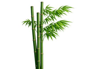 Fototapeta premium Green bamboo stems and fresh leaves growing, symbolizing zen, nature, and oriental tranquility on a transparent background