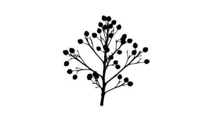 White outline of a berry branch with multiple small round berries against a background isolated on a transparent background