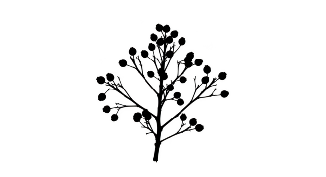 White outline of a berry branch with multiple small round berries against a background isolated on a transparent background - Powered by Adobe