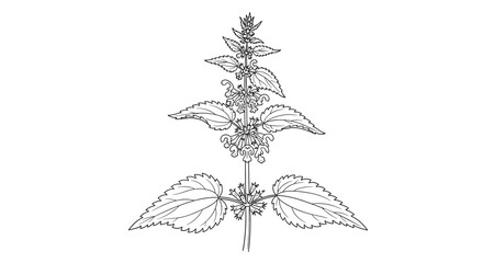 Detailed black and white botanical line art drawing of a motherwort plant, known for its use in traditional herbal medicine.