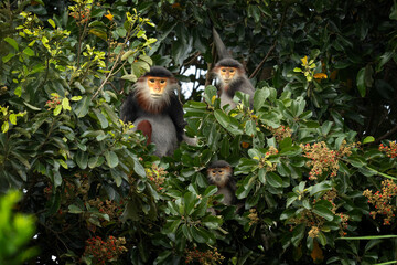 The rare red-shanked douc lives in the forests of Vietnam. A troop of red langurs in the Asian jungle. A family of red monkeys in the forest during the summer.
