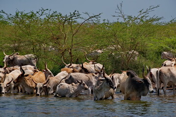 West Africa. Senegal. A herd of humpback Zebu cows with huge horns drink water from a small lake on the Atlantic Ocean coast. © Александр Катаржин