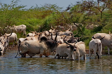 West Africa. Senegal. A herd of humpback Zebu cows with huge horns drink water from a small lake on the Atlantic Ocean coast. © Александр Катаржин