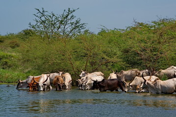 West Africa. Senegal. A herd of humpback Zebu cows with huge horns drink water from a small lake on the Atlantic Ocean coast. © Александр Катаржин
