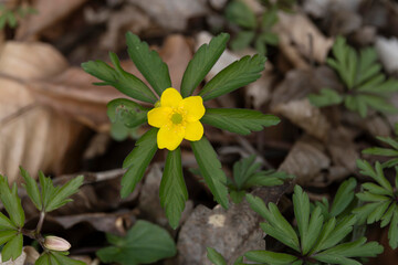 yellow blooming yellow anemone (anemonoides ranunculoides) is a spring ephemeral