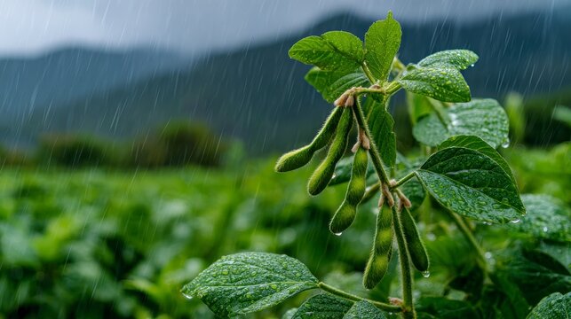 Close-up of a soybean plant with pods in a field during a rainstorm, with mountains in the background