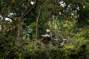 The rare red-shanked douc lives in the forests of Vietnam. A troop of red langurs in the Asian jungle. A family of red monkeys in the forest during the summer.
