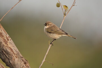 Obraz premium female house sparrow