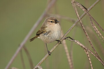 Fototapeta premium bird on tree