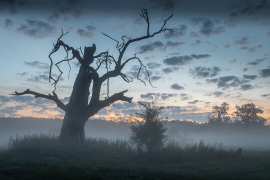Silhouette of a dead ancient oak tree stands in dense morning fog against a colorful sunrise sky with scattered clouds in Rogalin, Poland
