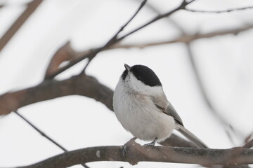 枝に止まるハシブトガラ © まー