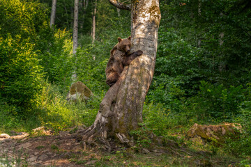 Fototapeta premium A mother brown bear with her cubs in the summer forest. An alert brown bear in its natural habitat. These cute bears are looking for food in the forest.