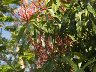 Horse mango  blossoms in season when they bloom red.