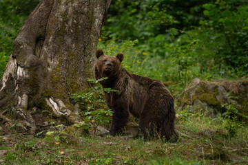 Fototapeta premium A mother brown bear with her cubs in the summer forest. An alert brown bear in its natural habitat. These cute bears are looking for food in the forest.