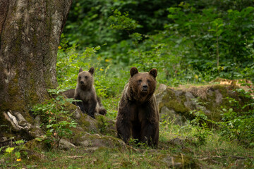 Fototapeta premium A mother brown bear with her cubs in the summer forest. An alert brown bear in its natural habitat. These cute bears are looking for food in the forest.