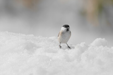 雪の中のハシブトガラ