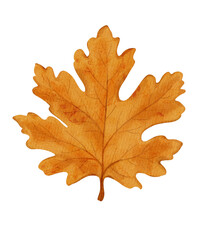 Fototapeta premium yellow maple leaf watercolor illustration 