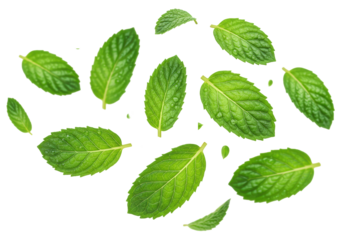 Multiple fresh, vibrant emerald green mint leaves, dewy and perfectly structured, dynamically suspended in mid-air against a flawless high-key white studio background. Concept for refreshing