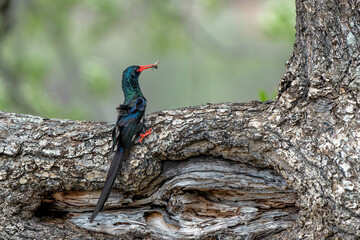 Green wood hoopoe (Phoeniculus purpureus) searching for food in trees in the Kruger National Park in South Africa © henk bogaard