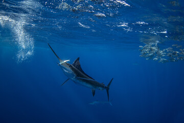 Striped marlins are hunting a small sardines. One of the fastest fish in the ocean. Fish with the long sword on their head.