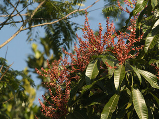 Horse mango  blossoms in season when they bloom red.