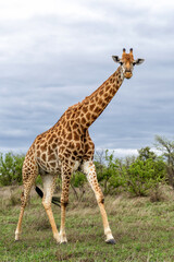 Obraz premium South African Giraffe (Giraffa giraffa giraffa) or Cape giraffe searching for water and food on the savanna in Kruger National Park in South Africa