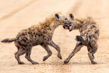 Spotted hyena cub in Kruger. Close encounter with small playful Spotted Hyena (Crocuta crocuta) cub...