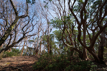 Fototapeta premium Climbing Mount Amagi, Shizuoka, Japan