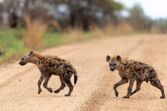 Spotted hyena cub in Kruger. Close encounter with small playful Spotted Hyena (Crocuta crocuta) cub in the Kruger National Park in South Africa