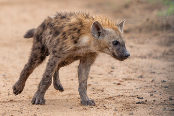 Fototapeta premium Spotted hyena cub in Kruger. Close encounter with small playful Spotted Hyena (Crocuta crocuta) cub in the Kruger National Park in South Africa