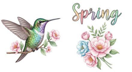 Hummingbird perched on branch with pink flowers and spring floral arrangement isolated on a transparent background
