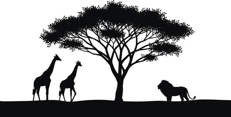 African savanna silhouette landscape with acacia tree, walking giraffes, and majestic lion on sunset horizon, wild animal safari nature background vector illustration, © MDRAZIURRAHMAN
