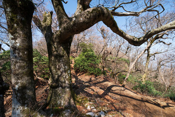 Obraz premium Climbing Mount Amagi, Shizuoka, Japan